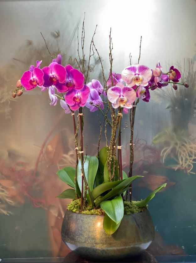 Orchid Arranged