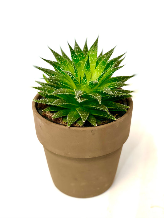 Small Plant in Garden Vase