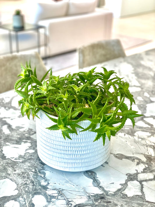 Small Plant in White Vase