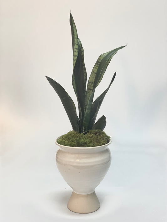 Plant in White Vase
