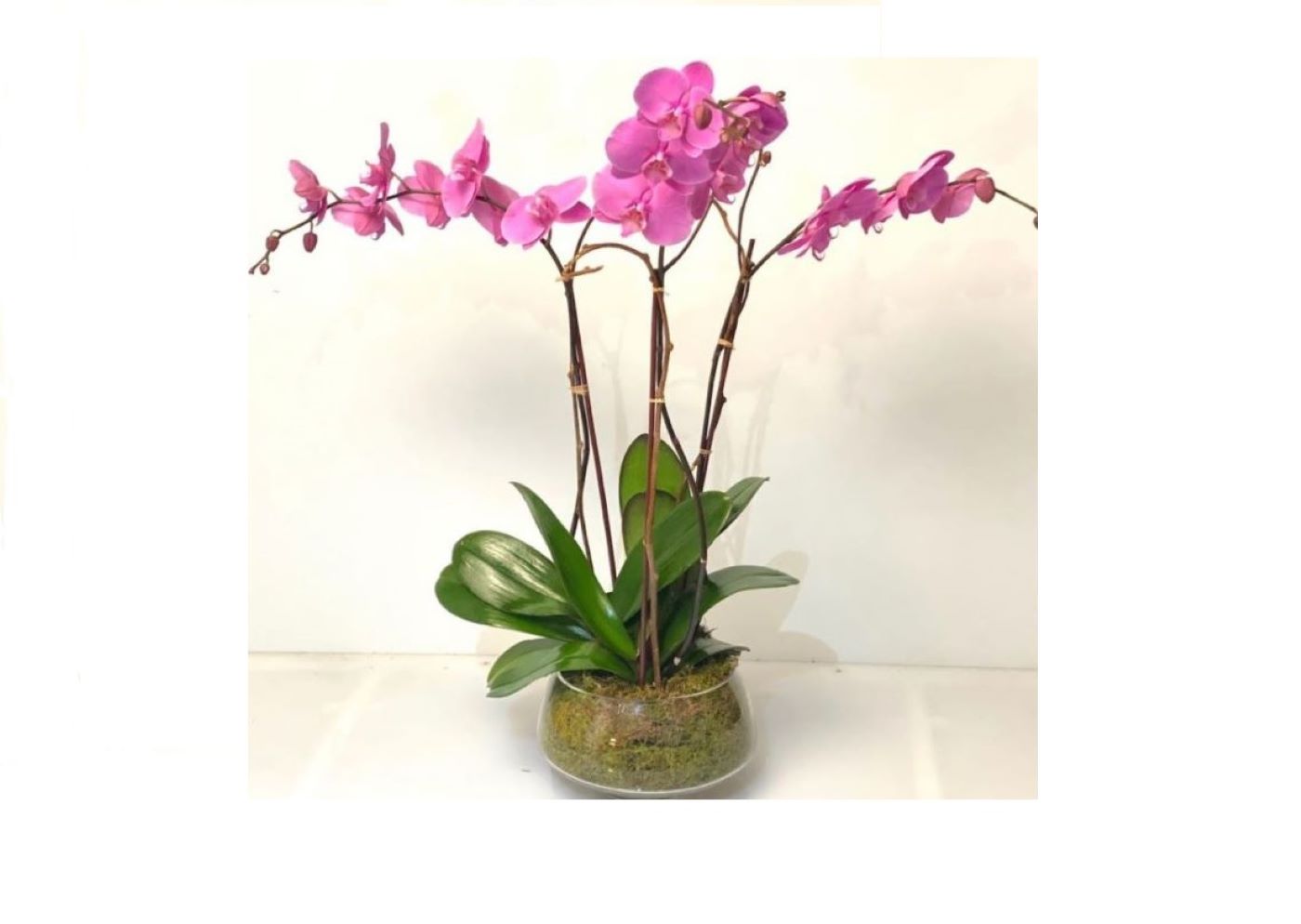 Orchid Arranged