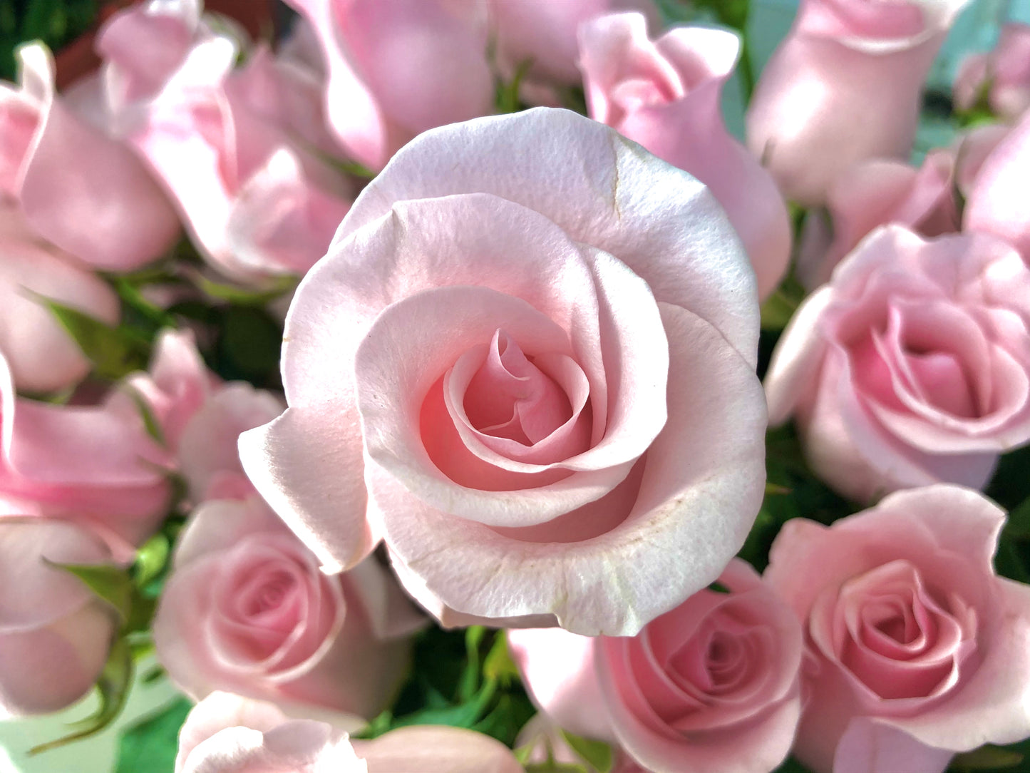 Flowers by the bunch. Call us for stock choices.