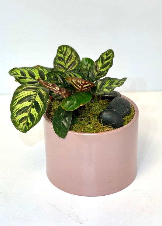 Small Plant with Rocks