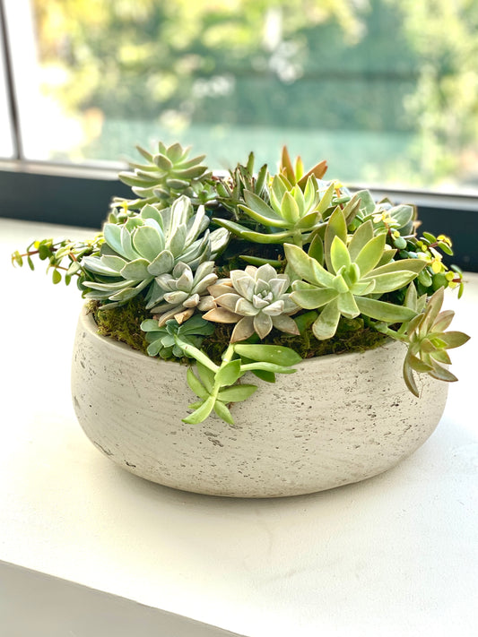 Large Succulent Plant in Vase