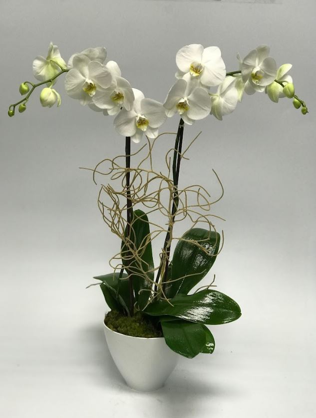 Orchid Arranged