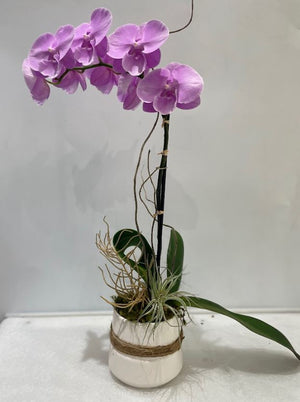 Orchid Arrangement (color selection depends on availability)